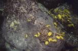 Body Glove Snorkelling - Yellow Tang.